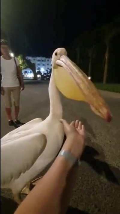 Pelican&rsquo;t