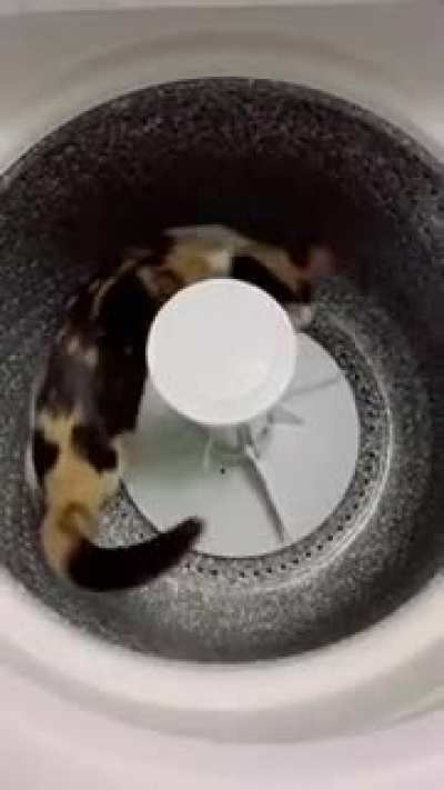 Cat is broken seems to have forgotten how to cat