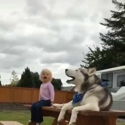 Funny dog 🐶