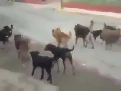 AUUUUUUUUUU🐺🐺🐺🐺