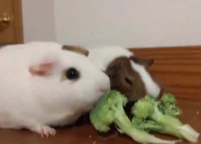 Bonk