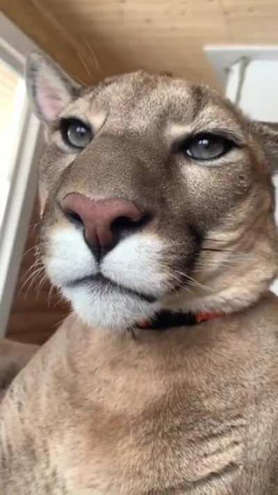 Even big bois need boops!!