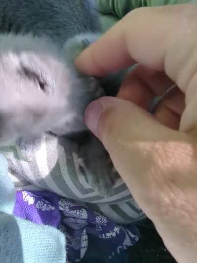 Little Odin and I