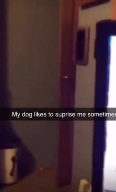 what the dog doin