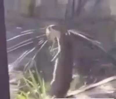 🐒