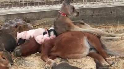 who can tell me how many different species are in that video?