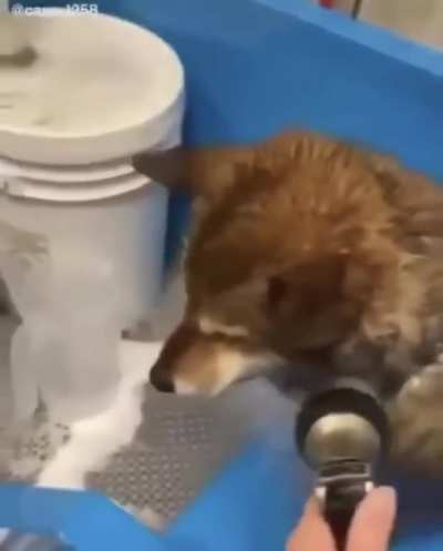 One Doggo, One shower, and one heck of a scream
