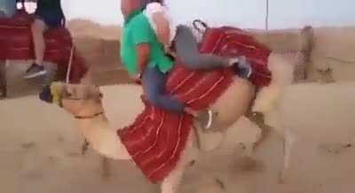 Hmf as I &ldquo;ride&rdquo; this camel