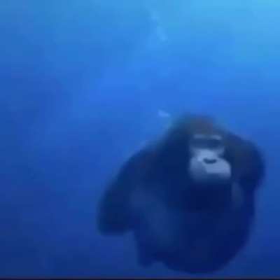 Primate