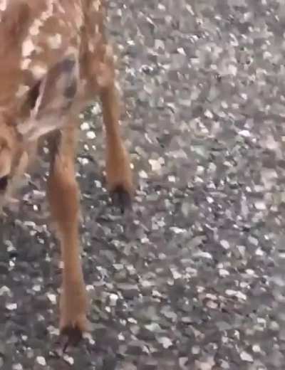 Baby Deer &amp;lt;3