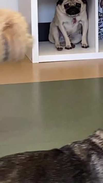 Woof_irl