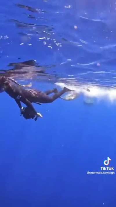How to not swim away from sharks!