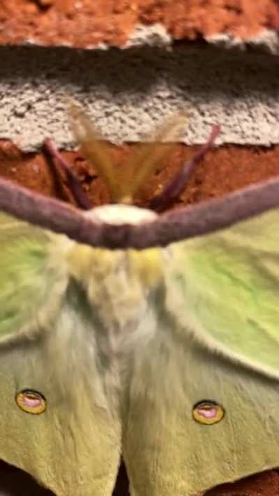 Close up video of this Beautiful Luna Moth