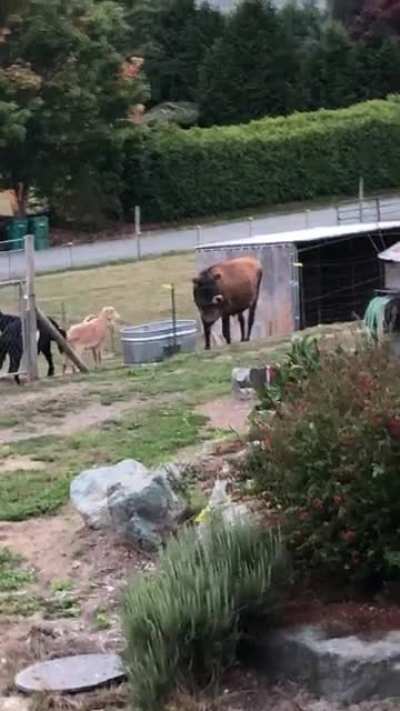 Moo