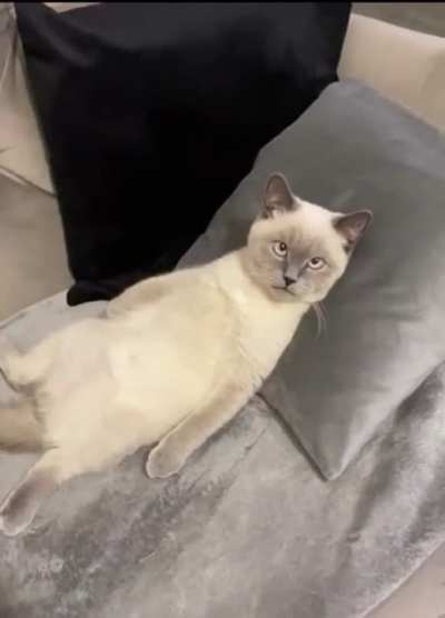 It&rsquo;s been a long Monday for this kitty