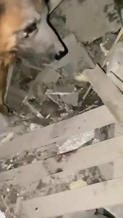 Dog is refusing to leave the debris where its owners are after this night&rsquo;s missile strike