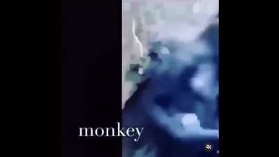 JUNKY MONKEY