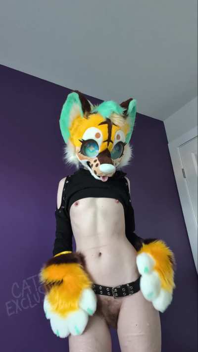 Bouncy kitty says HAIII :3
