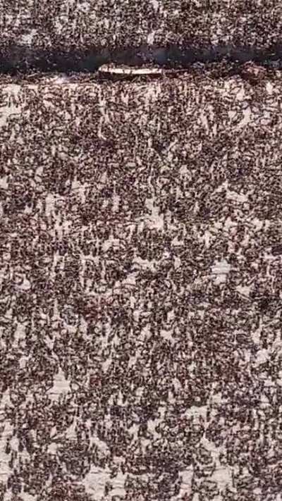Ants. 