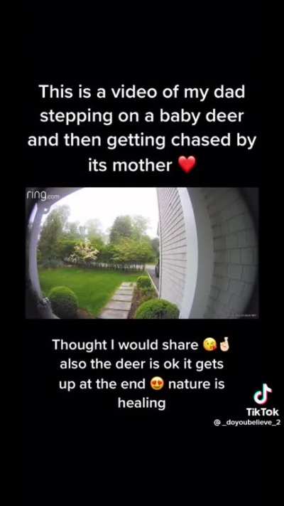 Baby deer