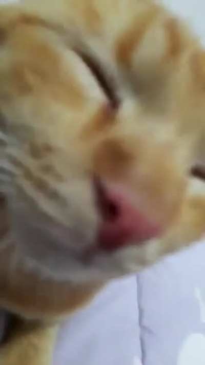 The C