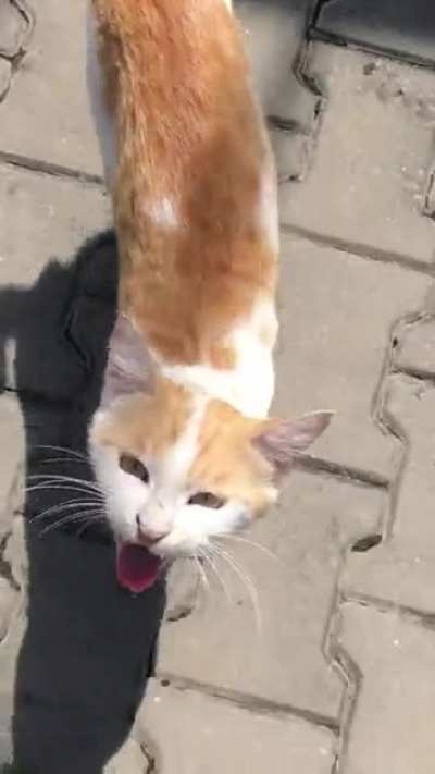 Another screeching cat video for your viewing pleasure