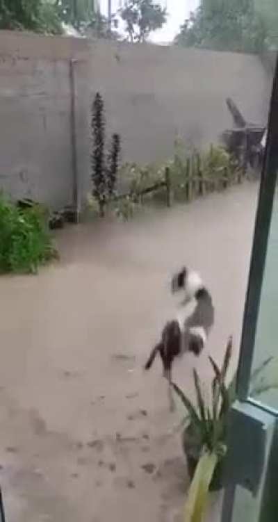 Doggo malfunction 
