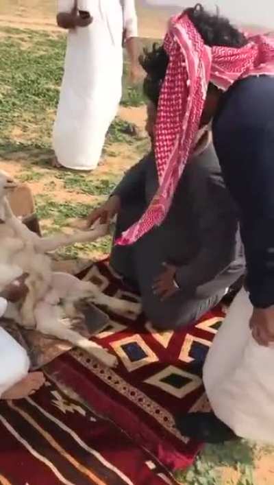 The goat Sheikh