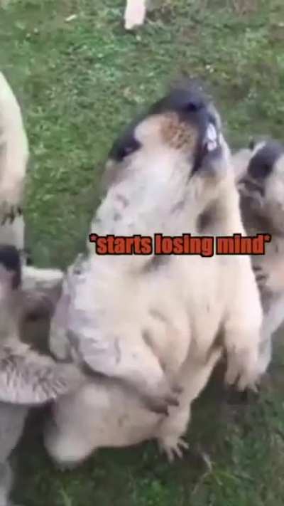 Don&rsquo;t Mess with Marmots