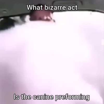 What bizarre act is the canine preforming?