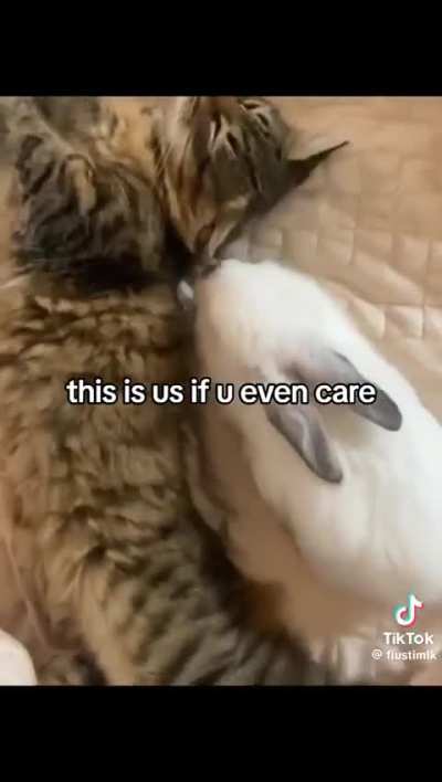 The lovers