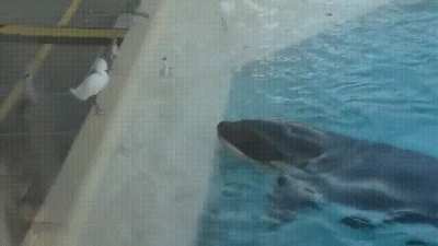 Killer Whale using a fish as bait