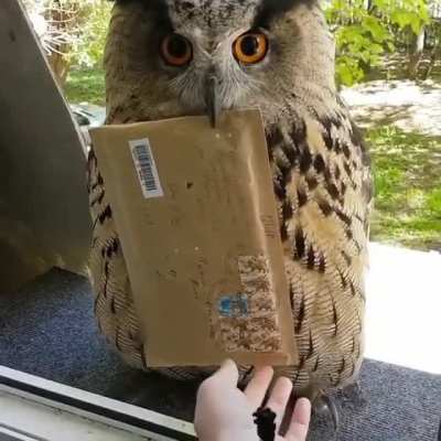 "Owls have been know to attack people when defending their territory" - Britannica