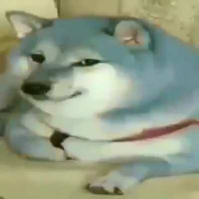 he do be bleu