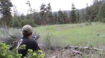 Scary cry of a mountain lion