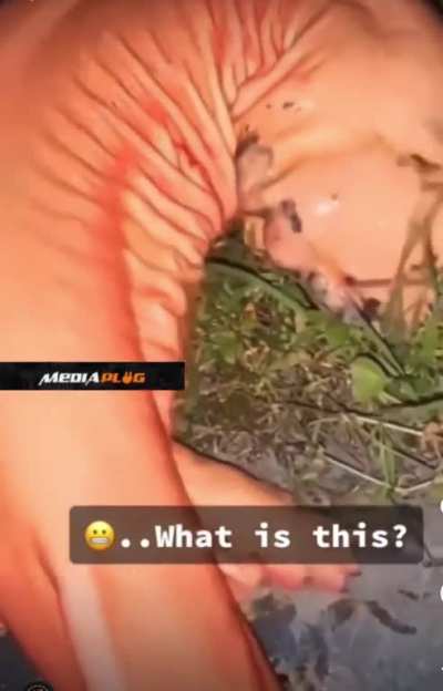 What is this?