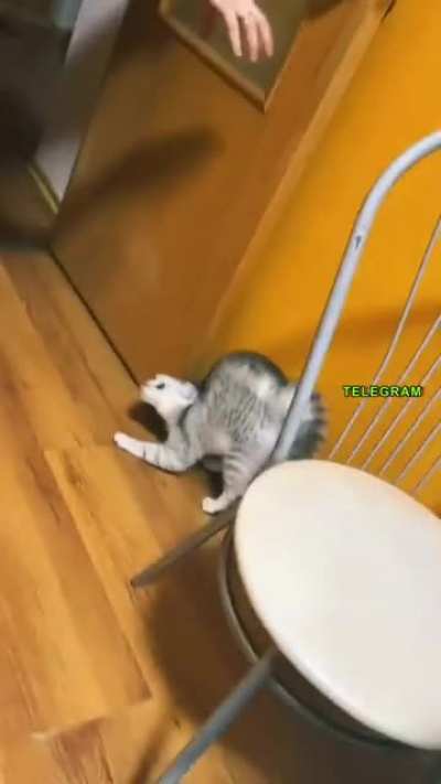 Как "сломать" кота...