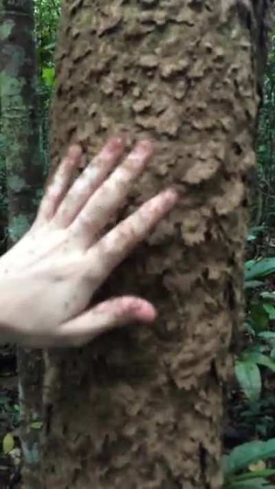 I see your ant post and raise you one&hellip;