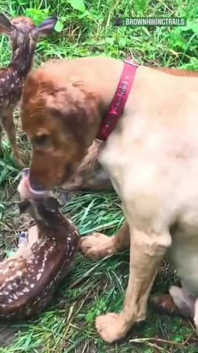 Best friends forever