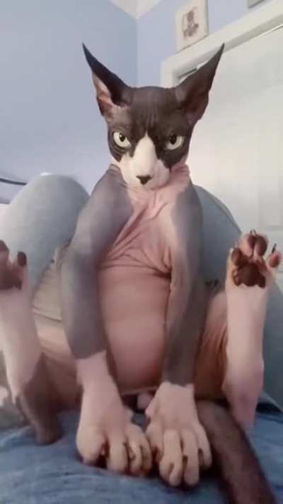 Котик