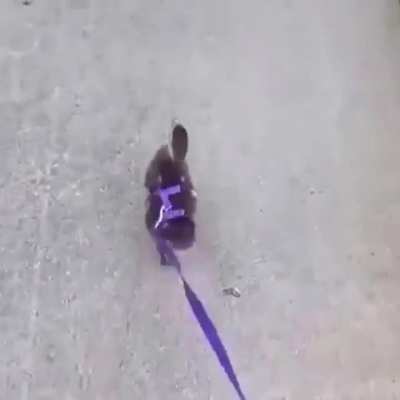 Pato