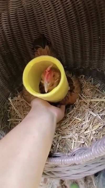 This is how you take the eggs without getting attacked