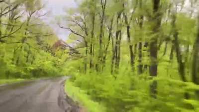 Incredibly beautiful forests in the war zone. This one is near Sviatohirsk