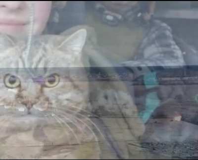Ukrainian Cat