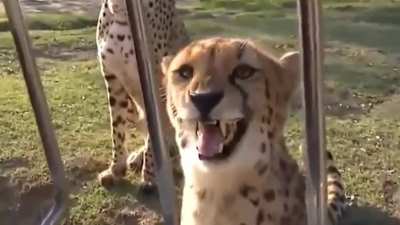 Fun fact cheetahs cant roar only meow
