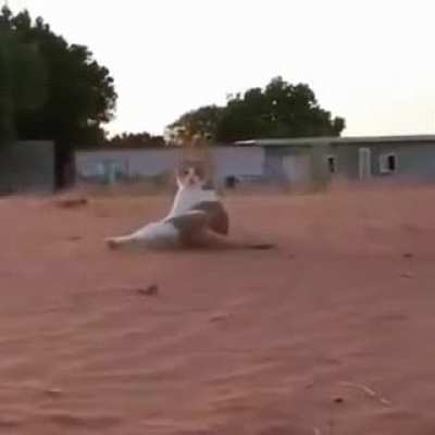 Шо это было ?!