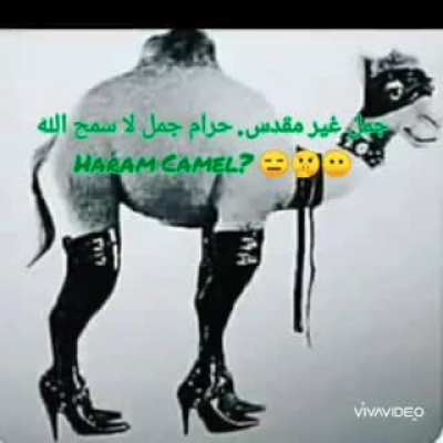 Cursed_camel