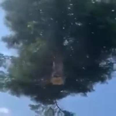 Always be careful when cutting down a tree!