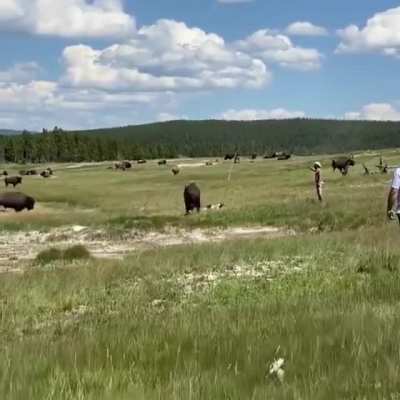 A woman is told to play dead to avoid a bison attack