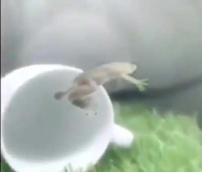 flying frog, ayuda ya no puedo publicar otras cosas m&aacute;s que memes de animales :(